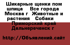 Шикарные щенки пом шпица  - Все города, Москва г. Животные и растения » Собаки   . Приморский край,Дальнереченск г.